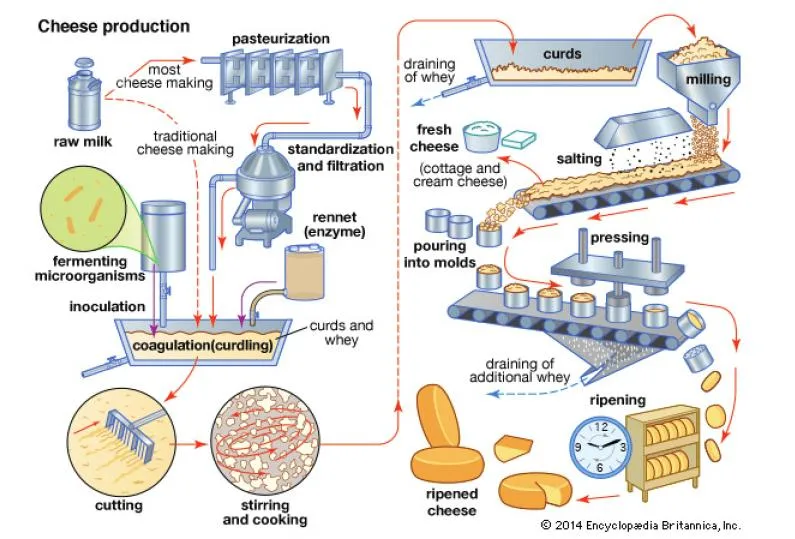 Cheese Making Milk Clotting Enzyme 600imcu/Mg Microbial Rennet